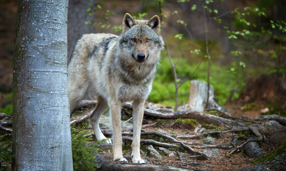 The Netherlands is now home to 9 packs of wild wolves