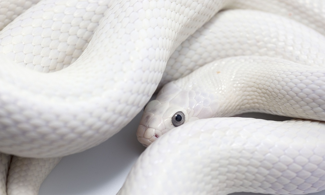 Man finds 2-metre snake in his house in The Hague, catches it two days later