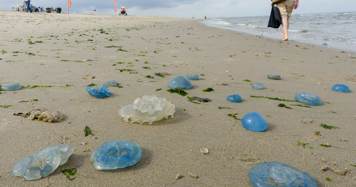 Warmer weather brings more jellyfish to Dutch beaches