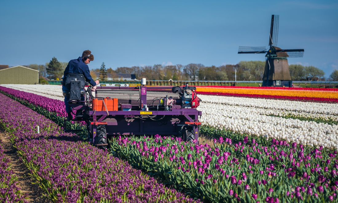 Dutch tulips will be scarce and expensive next year due to increased rainfall