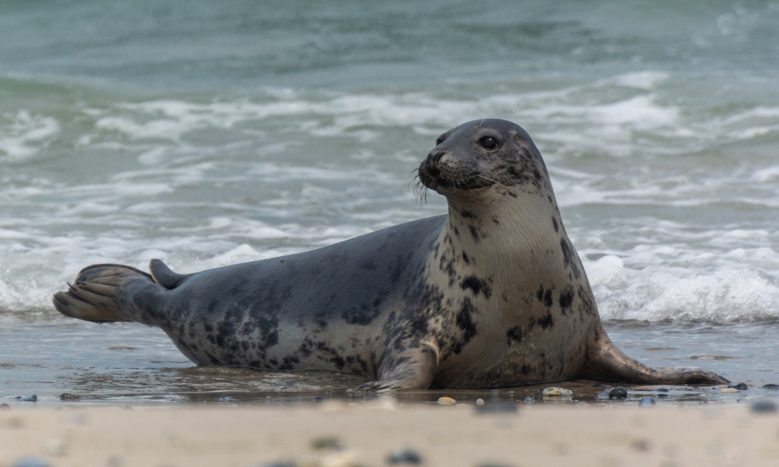 Sleeping seal found by guests in hotel room in the Netherlands