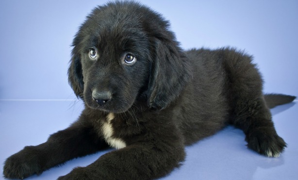 Six ways of saying sorry in Dutch