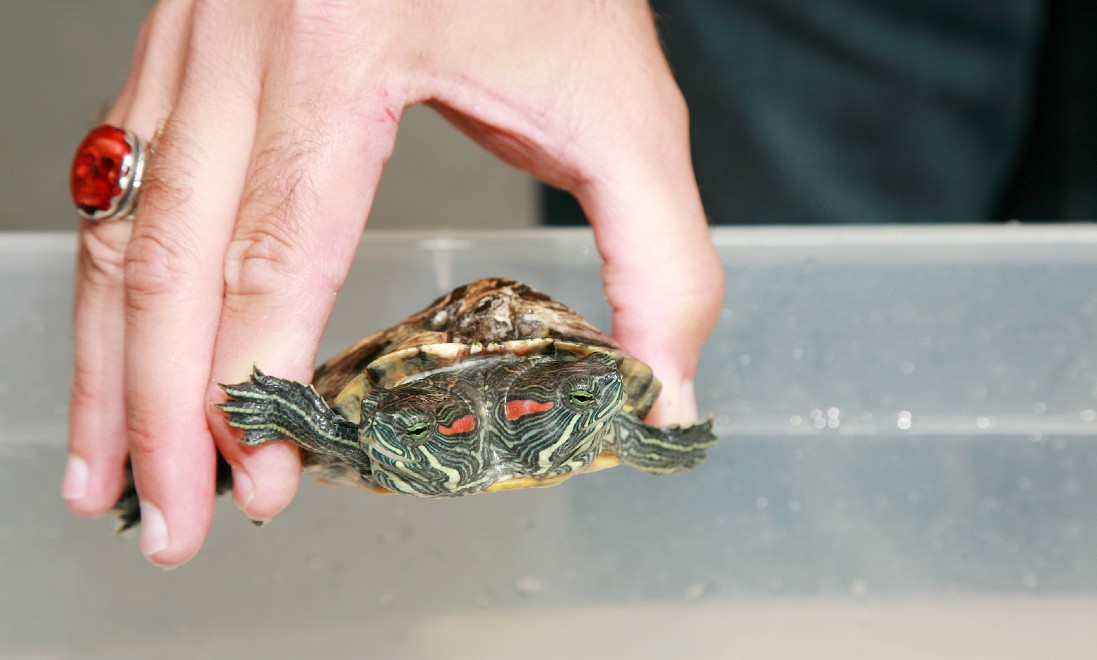 [Video] Rare two-headed turtle hatches in the Netherlands