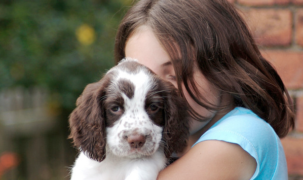 What to do when your pet goes missing in the Netherlands