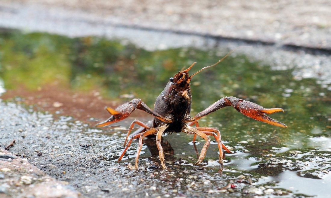 Crustacean invasion? Crayfish appearing in Dutch cities and towns