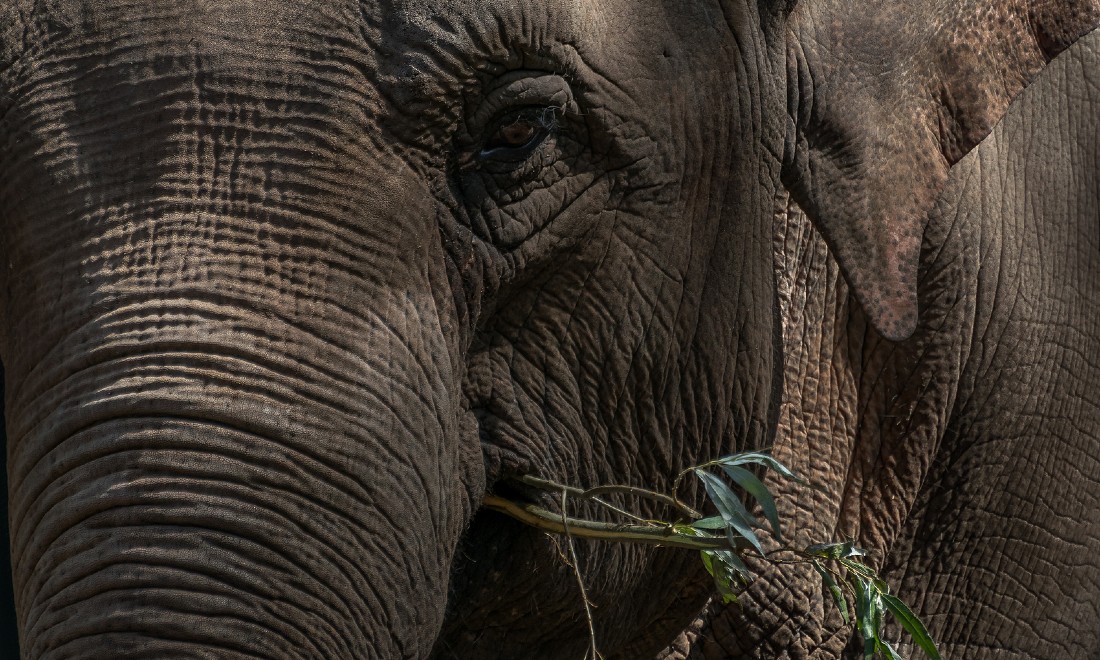 Elephants at ARTIS zoo enjoy Dam Square's Christmas tree