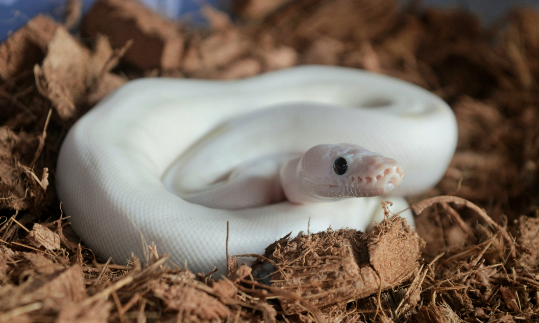 Ball python discovered thrift shop in Dordrecht
