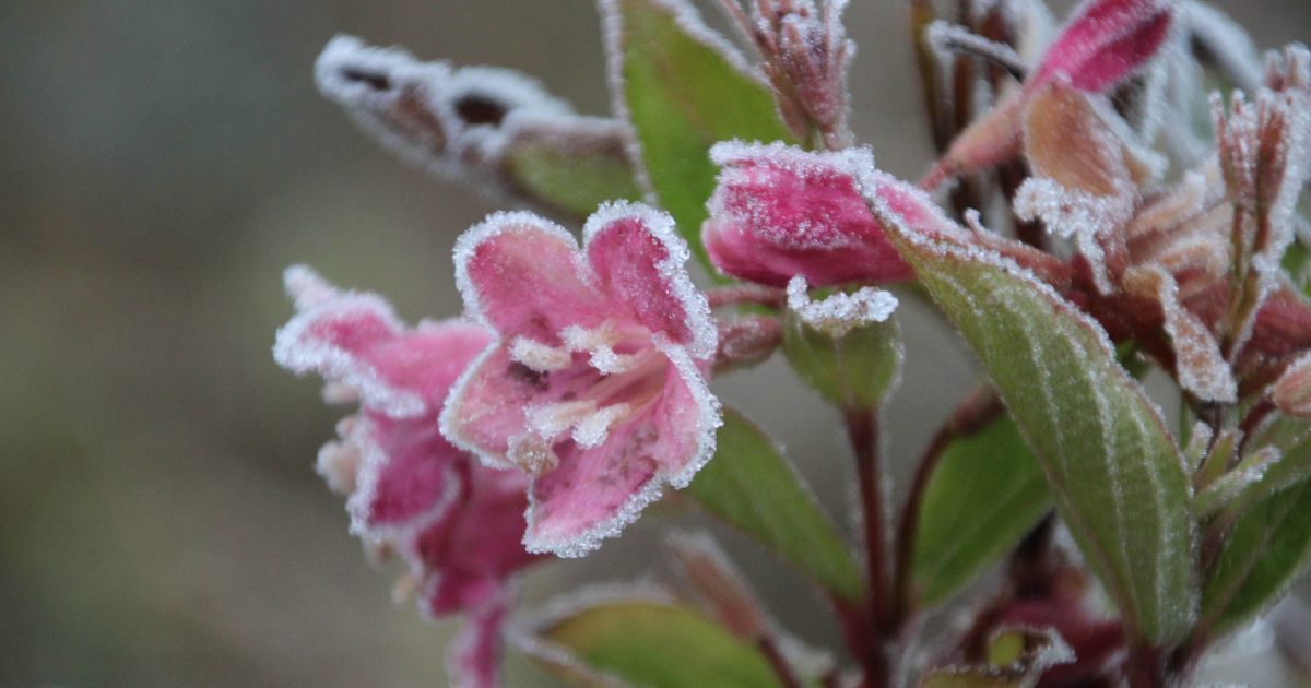 First ground frost in the Netherlands arrives a month early