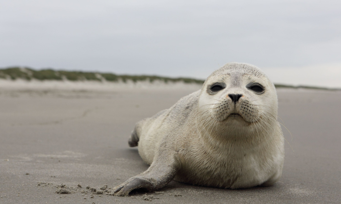 4 attacks in 3 days: Dog owners warned to keep distance from seal pups