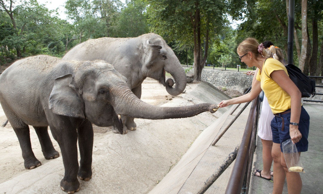 TU Delft employees save Amersfoort elephant with stick stuck inside trunk